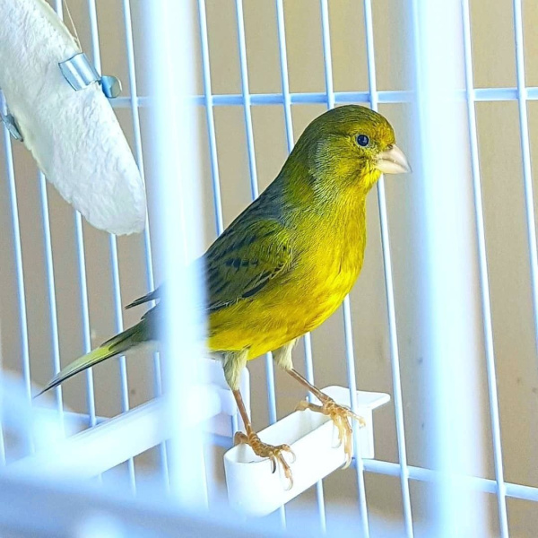 1666371517_2-poknok-art-p-zelenaya-kanareika-3