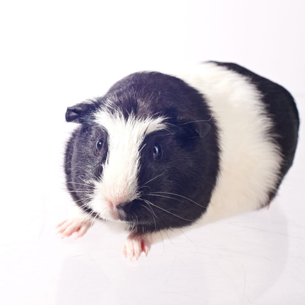 Самка крестед  биколор