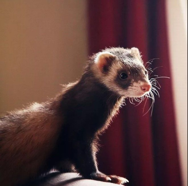 Хорьки ( Mustela)
