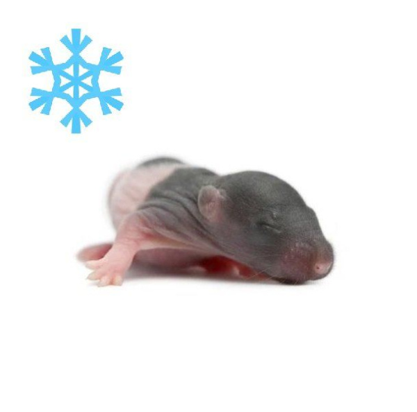 Крыса голышь 1