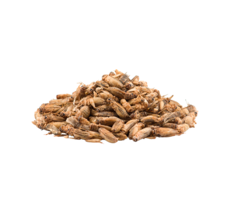 сверчок домовой (замороженный)