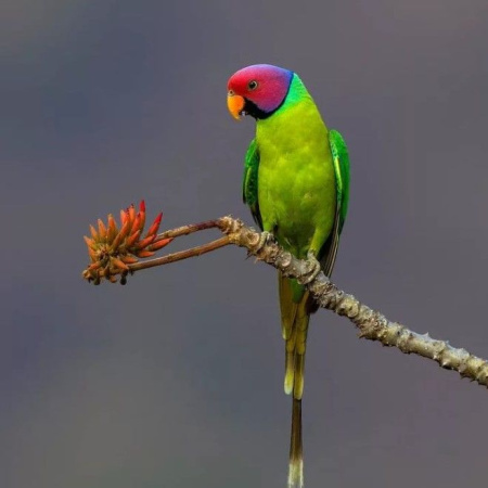 Сливоголовый кольчатый попугай (Psittacula cyanocephala)