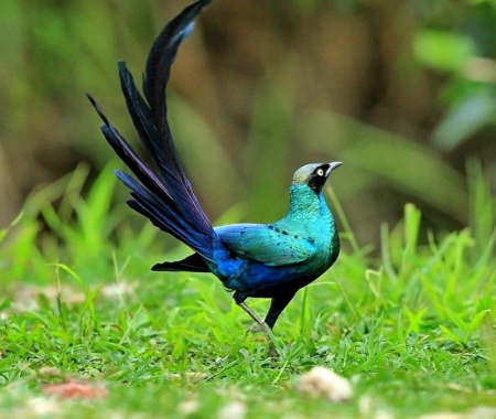 Длиннохвостый блестящий скворец