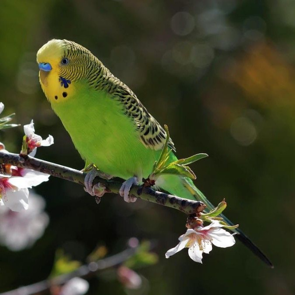 Самец зеленый — копия