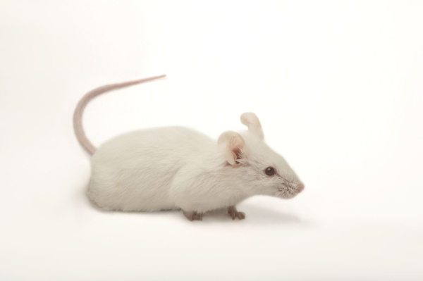 Крыса бегунок