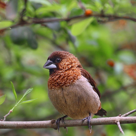 Японская амадина1