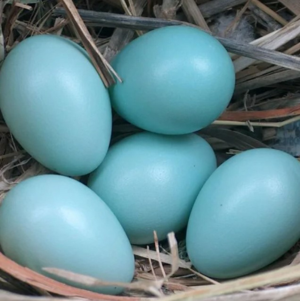 Яйцо пластиковое гусиное Goose egg 